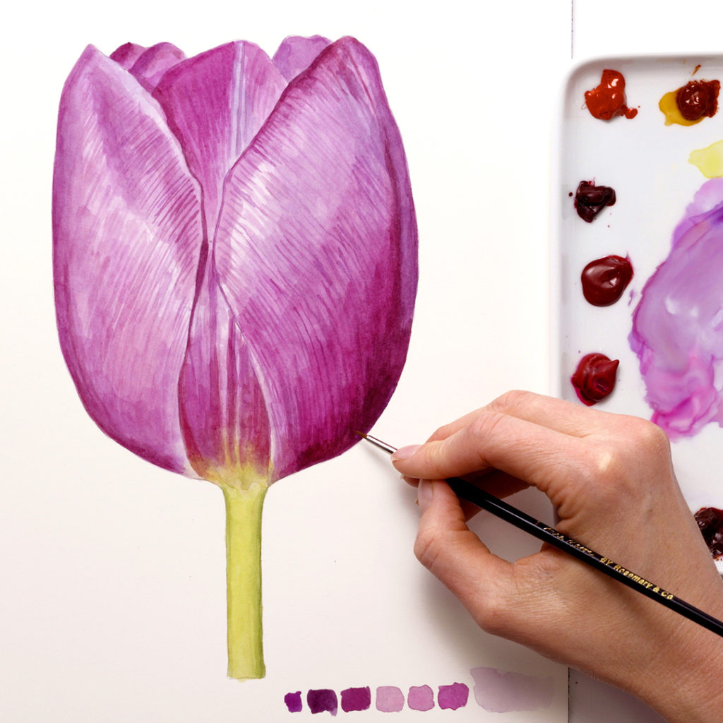 realistic tulip painting in watercolour